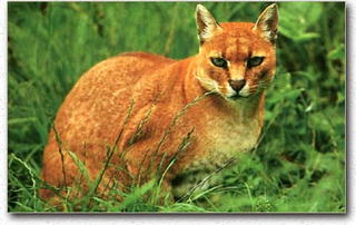 Illustration for article titled Caturday - Profelis aurata Edition